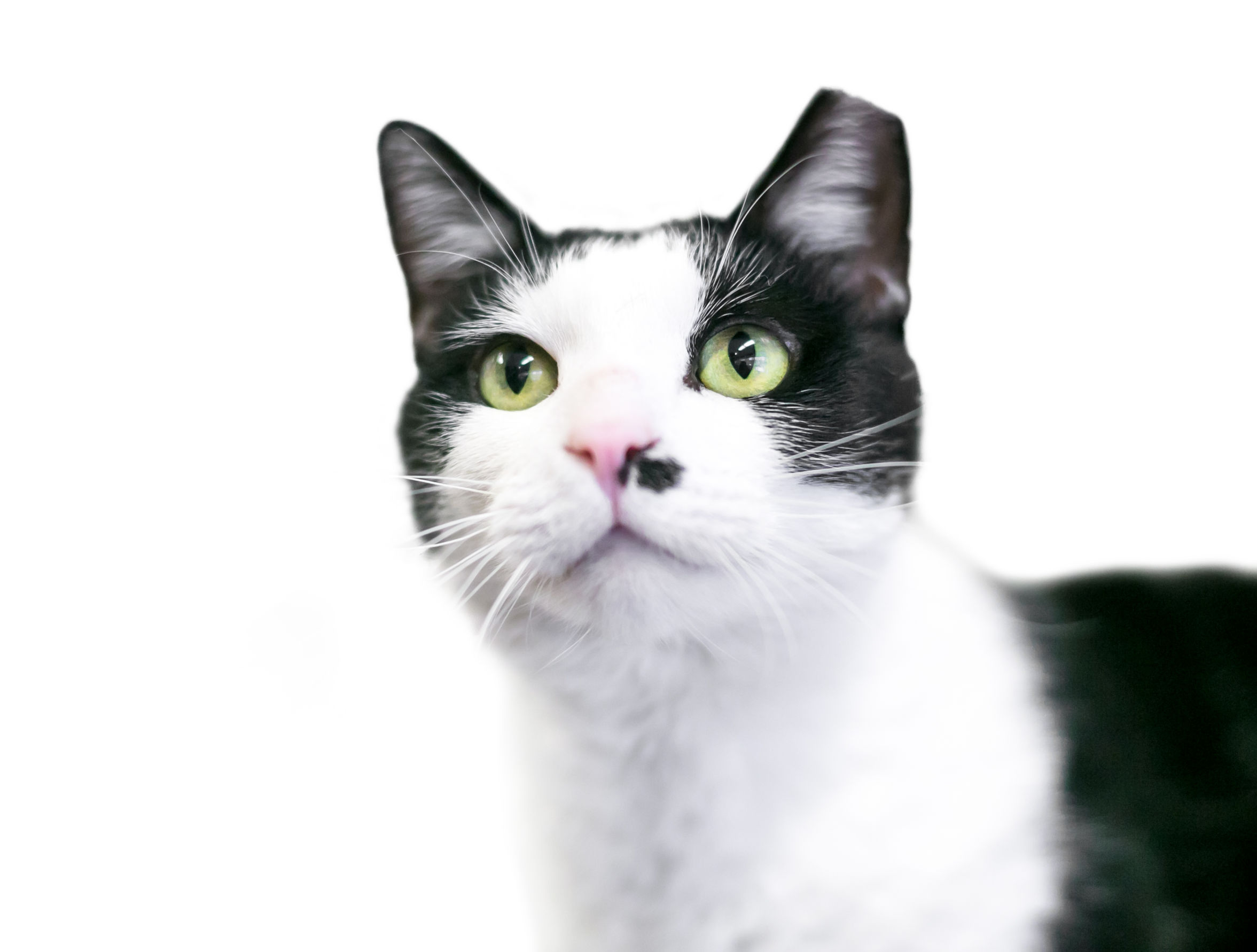 Feral cat sales veterinary care