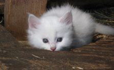 Kitten Conjunctivitis