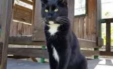 Feline Idiopathic Cystitis