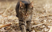 Trap a Colony of Cats