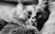 Grooming Your Cat