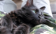 What is Feline Panleukopenia